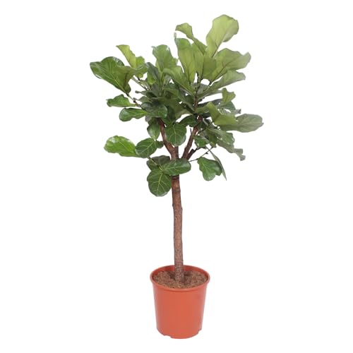 Trendyplants - Ficus Lyrata Baum - Tabakpflanze - Zimmerpflanze - Höhe 170-190 cm - Topfgröße Ø30cm von Green Bubble