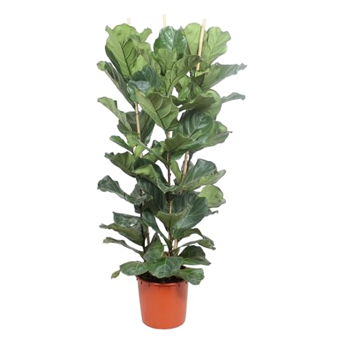 Trendyplants - Ficus Lyrata Strauch - Tabakpflanze - Zimmerpflanze - Höhe 170-190 cm - Topfgröße Ø30cm von Green Bubble