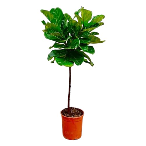Trendyplants - Ficus Lyrata am Stiel - Tabakpflanze - Zimmerpflanze - Höhe 140-160 cm - Topfgröße Ø24cm von Green Bubble