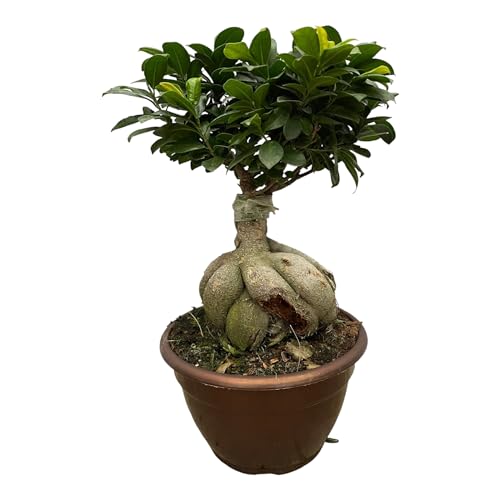 Trendyplants - Ficus Microcarpa Ginseng - Bonsai - Zimmerpflanze - Höhe 40-60 cm - Topfgröße Ø25cm von Green Bubble