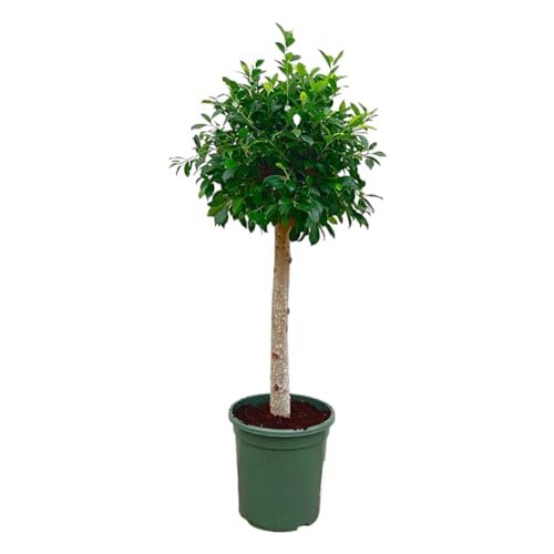 Trendyplants - Ficus Nitida am Stamm - Gummibaum - Zimmerpflanze - Höhe 120-140 cm - Topfgröße Ø30cm von Green Bubble