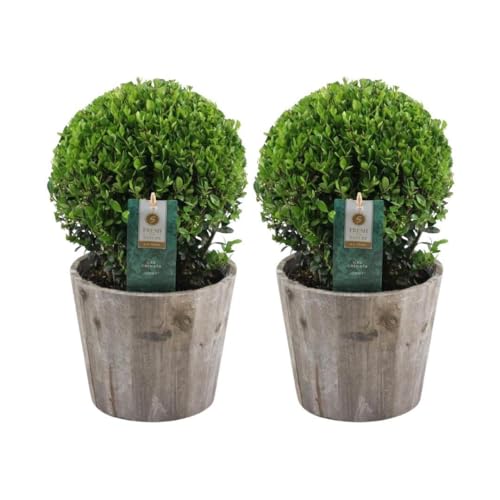 Trendyplants - Ilex crenata 'Jenny' im Holztopf - Buchsbaumzwiebel - 2er Set - Winterhart - Höhe 25-45 cm - Topfgröße Ø20cm von Green Bubble