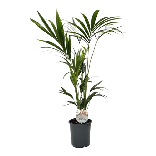 Trendyplants - Kentia Palm - Howea Forsteriana - Zimmerpflanze - Höhe 120-140 cm - Topfgröße Ø21cm von Green Bubble