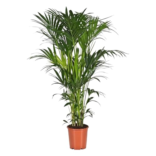 Trendyplants - Kentia-Palme - Howea Forsteriana - Zimmerpflanze - Höhe 170-190 cm - Topfgröße Ø24cm von Green Bubble