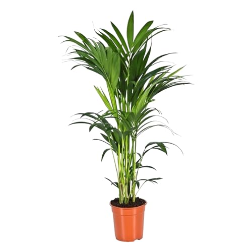 Trendyplants - Kentiapalme - Howea Forsteriana - Zimmerpflanze - Höhe 150-170 cm - Topfgröße Ø24cm von Green Bubble