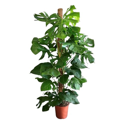 Trendyplants - Monstera Deliciosa - Lochpflanze - Zimmerpflanze - Höhe 140-160 cm - Topfgröße Ø27cm von Green Bubble