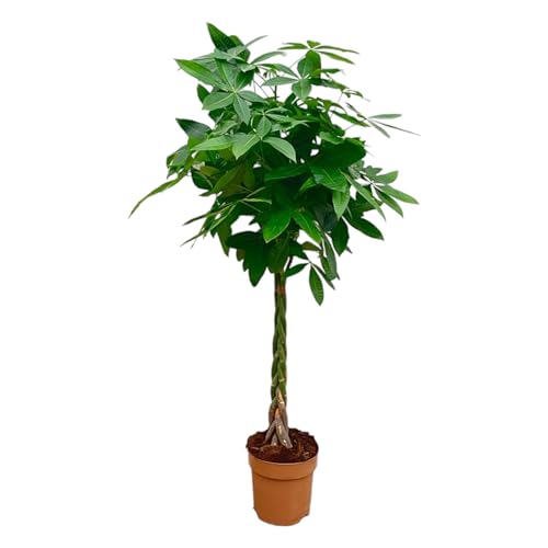 Trendyplants - Pachira Aquatica - Geldbaum - Zimmerpflanze - Höhe 150-170 cm - Topfgröße Ø27cm von Green Bubble