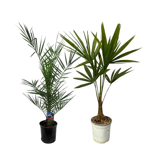 Trendyplants - Palmen Mix - Phoenix Canariensis - Trachycarpus Fortuneii - Gartenpflanzen - Winterhart - Höhe 70-110 cm - Topfgröße Ø15-18cm von Green Bubble