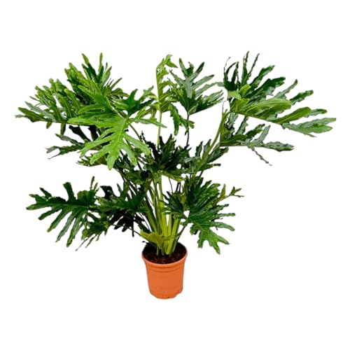 Trendyplants - Philodendron Selloum - Spitzenbaum-Philodendron - Zimmerpflanze - Höhe 140-160 cm - Topfgröße Ø30cm von Green Bubble