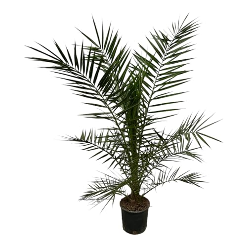 Trendyplants - Phoenix Canariensis - Höhe 150-170 cm - Dattelpalme - Winterhart - Topfgröße Ø22cm von Green Bubble