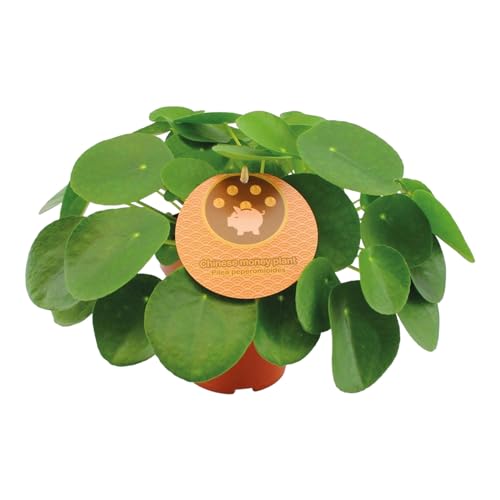 Trendyplants - Pilea Peperomioides - Pfannkuchenpflanze - Zimmerpflanze - Höhe 20-40 cm - Topfgröße Ø15cm von Green Bubble