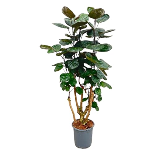 Trendyplants - Polyscias Fabian - Aralia - Zimmerpflanze - Höhe 120-140 cm - Topfgröße Ø24cm von Green Bubble