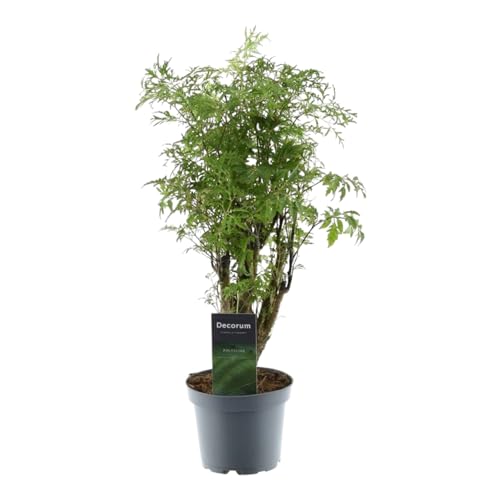 Trendyplants - Polyscias Hawaiiana Ming - Aralia - Zimmerpflanze - Höhe 35-55 cm - Topfgröße Ø12cm von Green Bubble