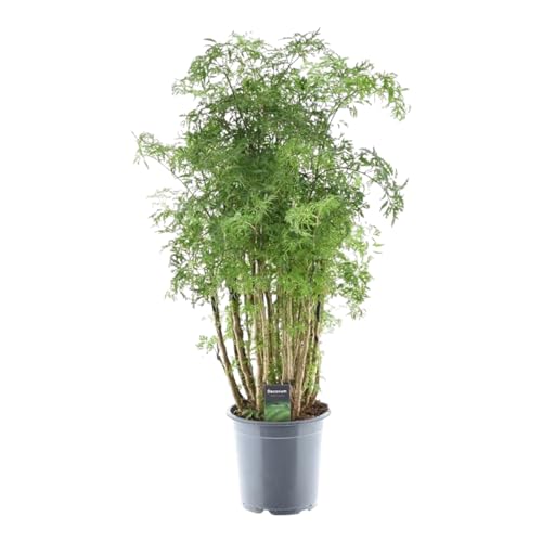 Trendyplants - Polyscias Hawaiiana Ming - Aralia - Zimmerpflanze - Höhe 90-110 cm - Topfgröße Ø19cm von Green Bubble