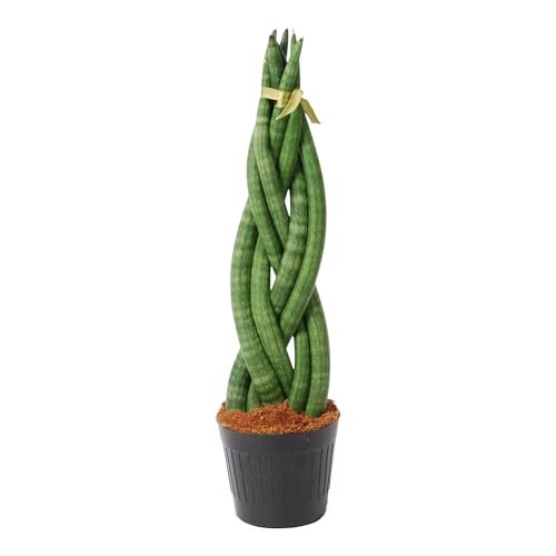 Trendyplants - Sansevieria Cylindrica 'Twist' - Zimmerpflanze - 30-50 cm - Topfgröße Ø10,5cm von Green Bubble