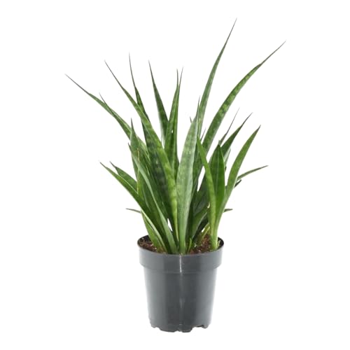 Trendyplants - Sansevieria Kirkii 'Friends' - Zimmerpflanze - 25-45 cm - Topfgröße Ø12cm von Green Bubble