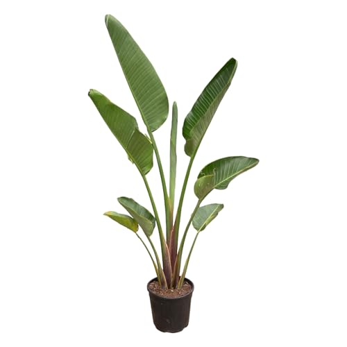 Trendyplants - Strelitzia Augusta - Paradiesvogelblume - Zimmerpflanze - Höhe 170-190 cm - Topfgröße Ø30cm von Green Bubble