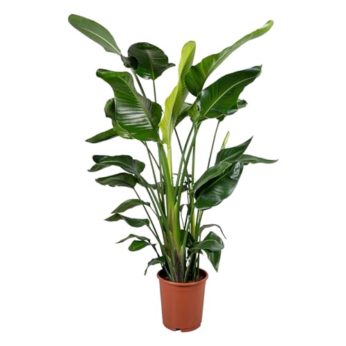 Trendyplants - Strelitzia Nicolai - Paradiesvogelblume - Zimmerpflanze - Höhe 150-170 cm - Topfgröße Ø24cm von Green Bubble