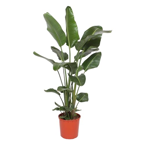 Trendyplants - Strelitzia Nicolai - Paradiesvogelblume - Zimmerpflanze - Höhe 160-180 cm - Topfgröße Ø27cm von Green Bubble