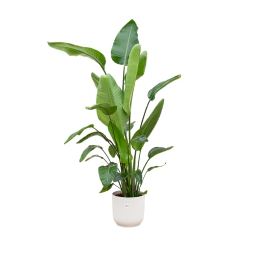 Trendyplants - Strelitzia Nicolai inklusive elho Vibes Fold Rund weiß - 170 cm - Ø30cm von Green Bubble
