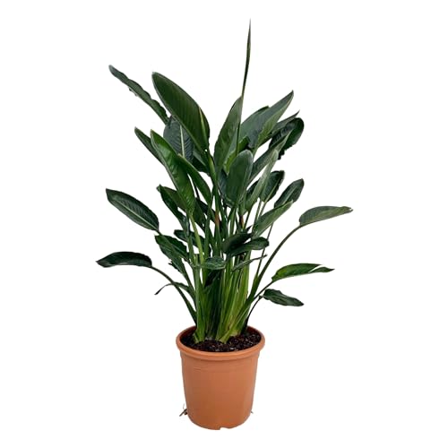 Trendyplants - Strelitzia Reginae - Paradiesvogelblume - Zimmerpflanze - Höhe 120-140 cm - Topfgröße Ø24cm von Green Bubble