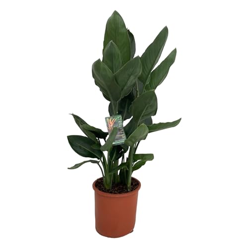 Trendyplants - Strelitzia Reginae - Paradiesvogelblume - Zimmerpflanze - Höhe 90-110 cm - Topfgröße Ø19cm von Green Bubble