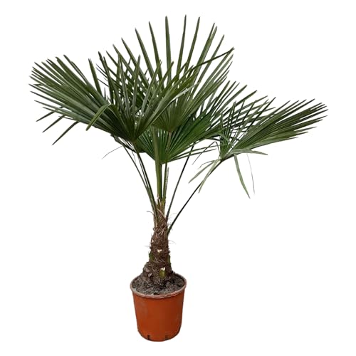 Trendyplants - Trachycarpus Fortuneii - Chinesische Fächerpalme - Höhe 110-130 cm - Winterhart - Gartenpflanze - Topfgröße Ø21cm von Green Bubble