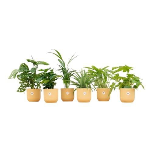 Trendyplants - Überraschungsbox - 6 Zimmerpflanzen inklusive elho Vibes Fold Round gelb - Höhe 20-40 cm - Topfgröße Ø14cm Trendyplants - Überraschungsbox - 6 Zimmerpflanzen inklusive elho Vibes Fold Round gelb - Höhe 20-40 cm - Topfgröße Ø14cm von Green Bubble