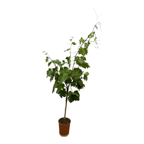 Trendyplants - Weintraubenbaum - Höhe 130-150 cm - Vitis Vinifera am Stamm - Winterhart - Topfgröße Ø19cm von Green Bubble