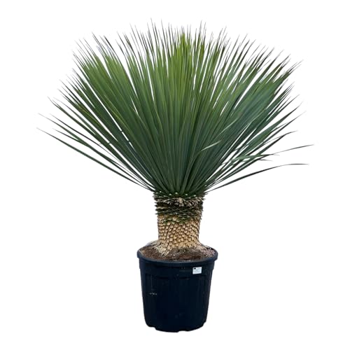 Trendyplants - Yucca Rostrata - Blau gebackene Yucca - Winterhart - Höhe 110-130 cm - Topfgröße Ø35cm von Green Bubble