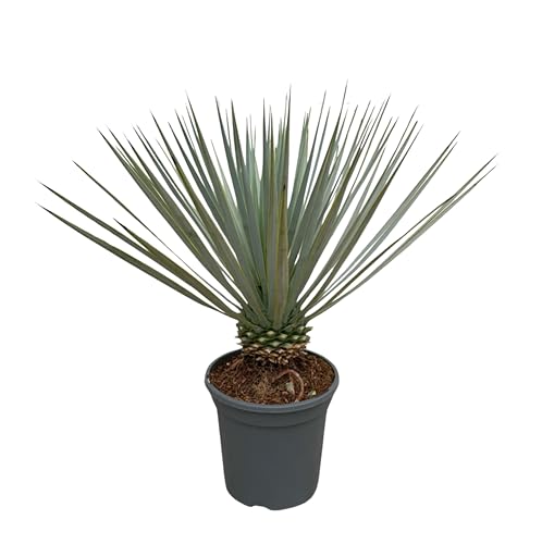 Trendyplants - Yucca Rostrata - Winterhart - Gartenpflanze - Höhe 40-60 cm - Topfgröße Ø20cm von Green Bubble