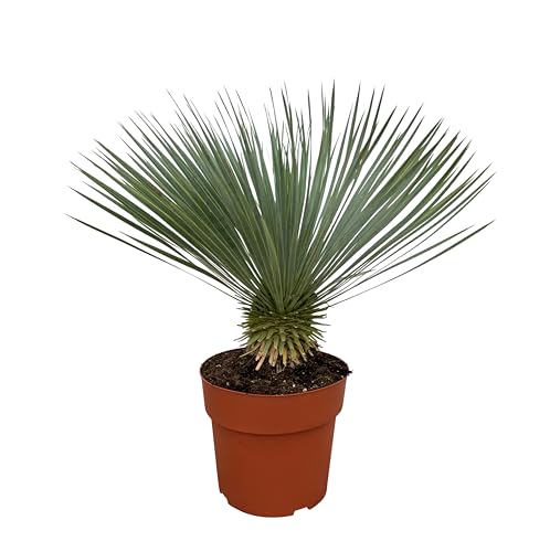 Trendyplants - Yucca Rostrata - Winterhart - Gartenpflanze - Höhe 70-90 cm - Topfgröße Ø30cm von Green Bubble