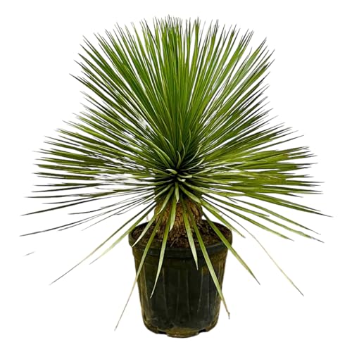 Trendyplants - Yucca Rostrata am Stamm - Winterhart - Gartenpflanze - Höhe 60-80 cm - Topfgröße Ø27cm von Green Bubble