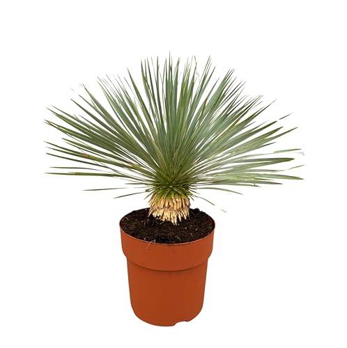 Trendyplants - Yucca Rostrata am Stamm - Winterhart - Gartenpflanze - Höhe 60-80 cm - Topfgröße Ø30cm von Green Bubble
