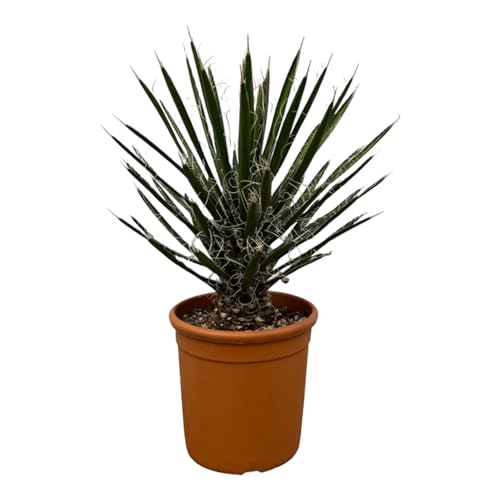Trendyplants - Yucca filifera 'Australis' - Gartenpflanze - Höhe 60-80 cm - Topfgröße Ø28cm von Green Bubble