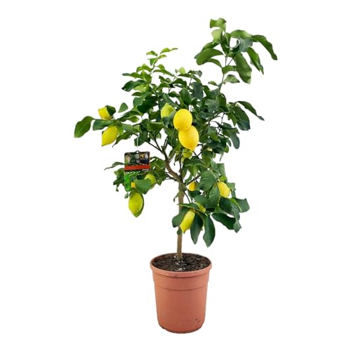 Trendyplants - Zitronenbaum - Gartenpflanze - Höhe 140-160 cm - Topfgröße Ø24cm - Citrus Lemon von Green Bubble