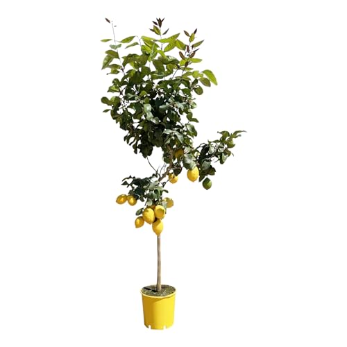Trendyplants - Zitronenbaum - Gartenpflanze - Höhe 170-190 cm - Topfgröße Ø24cm - Citrus Lemon von Green Bubble
