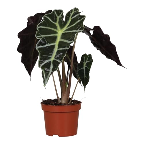 Trendyplants special - Alocasia Amazonica Polly - Zimmerpflanze - Höhe 20-40 cm - Topfgröße Ø12cm von Green Bubble