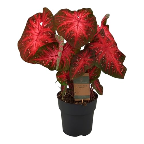 Trendyplants special - Caladium Red Flash - Zimmerpflanze - Höhe 55-75 cm - Topfgröße Ø21cm von Green Bubble