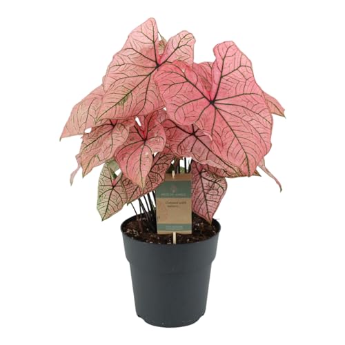 Trendyplants special - Caladium Spring Fling - Zimmerpflanze - Höhe 55-75 cm - Topfgröße Ø21cm von Green Bubble