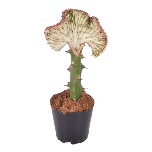 Trendyplants special - Euphorbia lactea Cristata rot - Kaktus - Höhe 25-45 cm - Topfgröße Ø12cm Trendyplants special - Euphorbia lactea Cristata rot - Kaktus - Höhe 25-45 cm - Topfgröße Ø12cm von Green Bubble