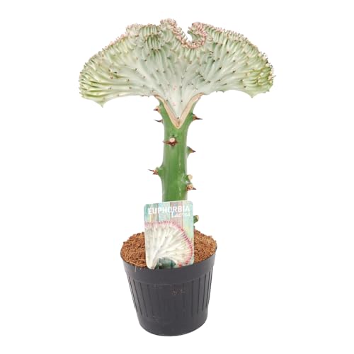 Trendyplants special - Euphorbia lactea Cristata weiß - Kaktus - Höhe 20-40 cm - Topfgröße Ø10,5cm von Green Bubble