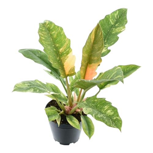 Trendyplants special - Philodendron Narrow 'Ring Of Fire' - Zimmerpflanze - Höhe 35-55 cm - Topfgröße Ø14cm von Green Bubble