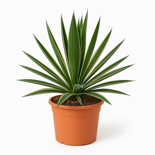 Trendyplants special - Yucca Gloriosa Variegata - Gartenpflanze - Höhe 40-60 cm - Topfgröße Ø24cm von Green Bubble
