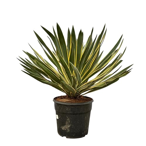 Trendyplants special - Yucca Gloriosa Variegata - Gartenpflanze - Höhe 70-90 cm - Topfgröße Ø30cm von Green Bubble