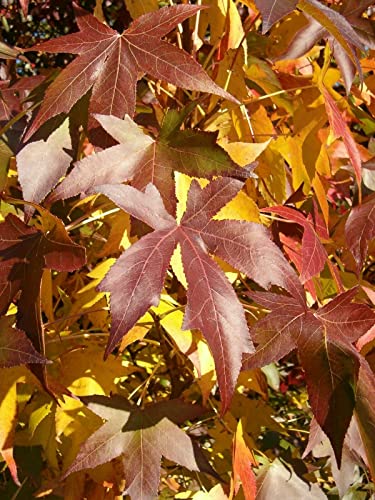 Amerikanischer Amberbaum Liquidambar styraciflua Pflanze 90-100cm Seesternbaum von Green Future Pflanzenhandel