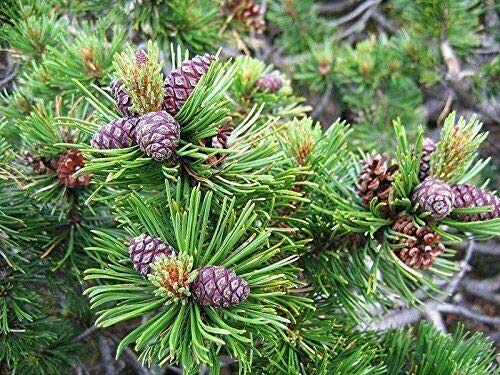Bergkiefer Pinus mugo pumilio Pflanze 5-10cm Latschenkiefer Zwergkiefer Rarität von Green Future Pflanzenhandel