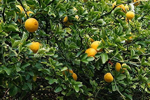 Bitterorange Poncirus trifoliata Pflanze 35-40cm Dreiblättrige Orange Rarität von Green Future Pflanzenhandel