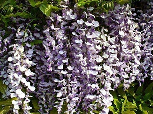 Chinesischer Blauregen Wisteria sinensis Pflanze 25-30cm Glyzine Glyzinie von Green Future Pflanzenhandel