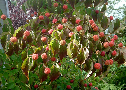 Chinesischer Blumen-Hartriegel Cornus kousa var. chinensis Pflanze 45-50cm von Green Future Pflanzenhandel